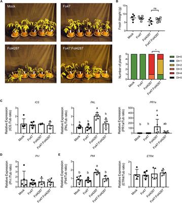 Endophyte-Mediated Resistance in Tomato to Fusarium oxysporum Is Independent of ET, JA, and SA